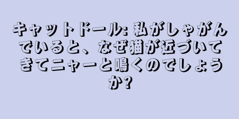キャットドール: 私がしゃがんでいると、なぜ猫が近づいてきてニャーと鳴くのでしょうか?