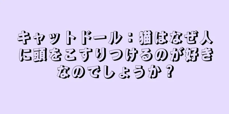 キャットドール：猫はなぜ人に頭をこすりつけるのが好きなのでしょうか？
