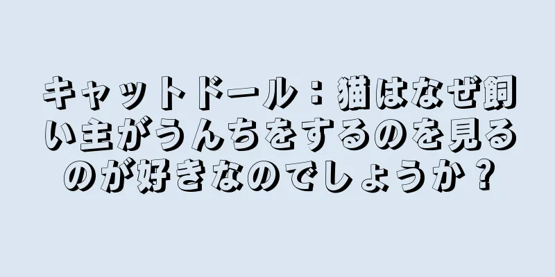 キャットドール：猫はなぜ飼い主がうんちをするのを見るのが好きなのでしょうか？