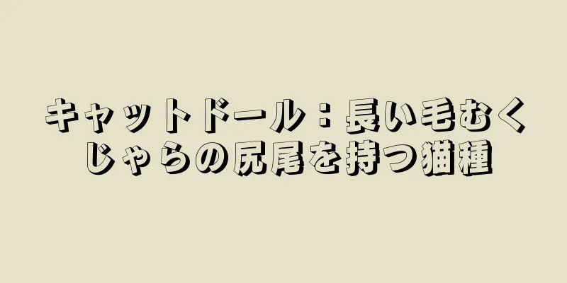 キャットドール：長い毛むくじゃらの尻尾を持つ猫種