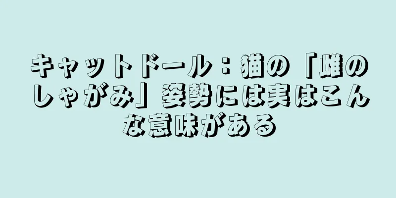 キャットドール：猫の「雌のしゃがみ」姿勢には実はこんな意味がある