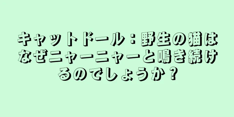 キャットドール：野生の猫はなぜニャーニャーと鳴き続けるのでしょうか？
