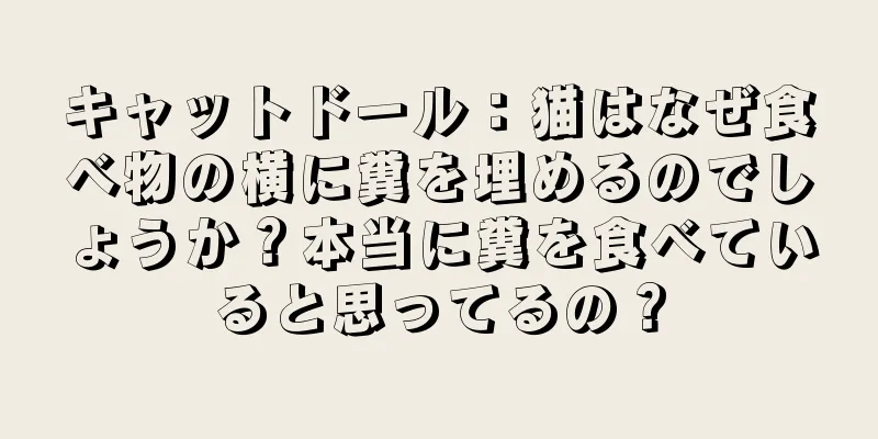 キャットドール：猫はなぜ食べ物の横に糞を埋めるのでしょうか？本当に糞を食べていると思ってるの？