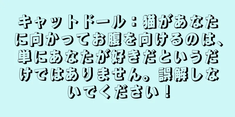 キャットドール：猫があなたに向かってお腹を向けるのは、単にあなたが好きだというだけではありません。誤解しないでください！