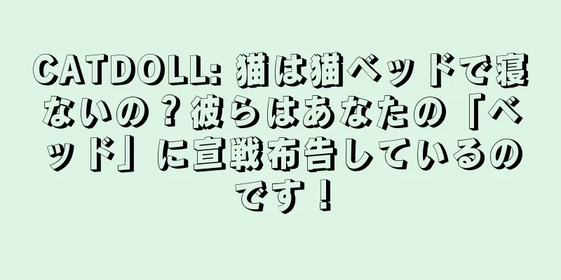 CATDOLL: 猫は猫ベッドで寝ないの？彼らはあなたの「ベッド」に宣戦布告しているのです！