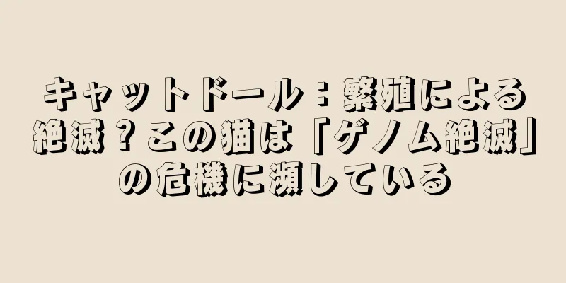キャットドール：繁殖による絶滅？この猫は「ゲノム絶滅」の危機に瀕している