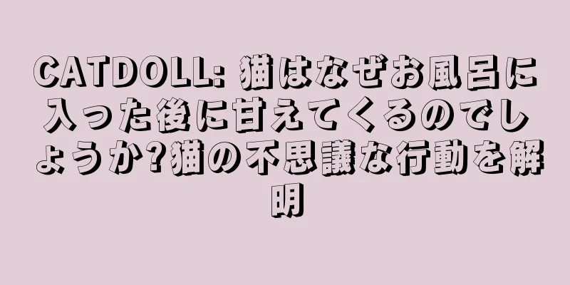 CATDOLL: 猫はなぜお風呂に入った後に甘えてくるのでしょうか?猫の不思議な行動を解明