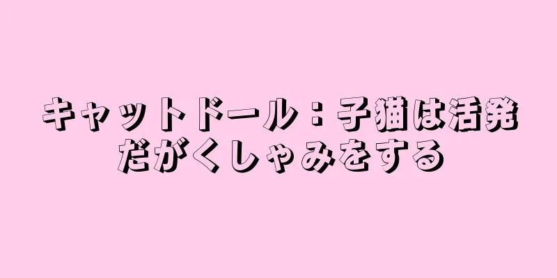 キャットドール：子猫は活発だがくしゃみをする