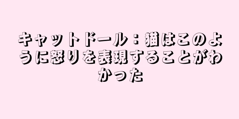 キャットドール：猫はこのように怒りを表現することがわかった