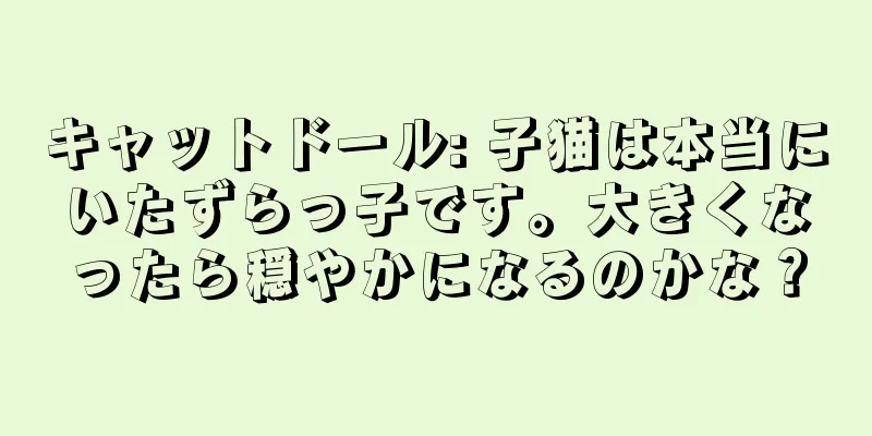 キャットドール: 子猫は本当にいたずらっ子です。大きくなったら穏やかになるのかな？