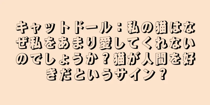 キャットドール：私の猫はなぜ私をあまり愛してくれないのでしょうか？猫が人間を好きだというサイン？