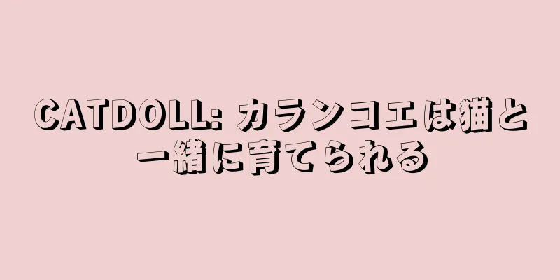 CATDOLL: カランコエは猫と一緒に育てられる