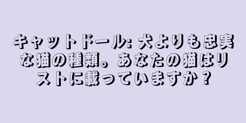 キャットドール: 犬よりも忠実な猫の種類。あなたの猫はリストに載っていますか？