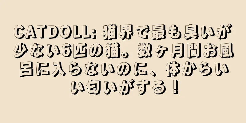 CATDOLL: 猫界で最も臭いが少ない6匹の猫。数ヶ月間お風呂に入らないのに、体からいい匂いがする！