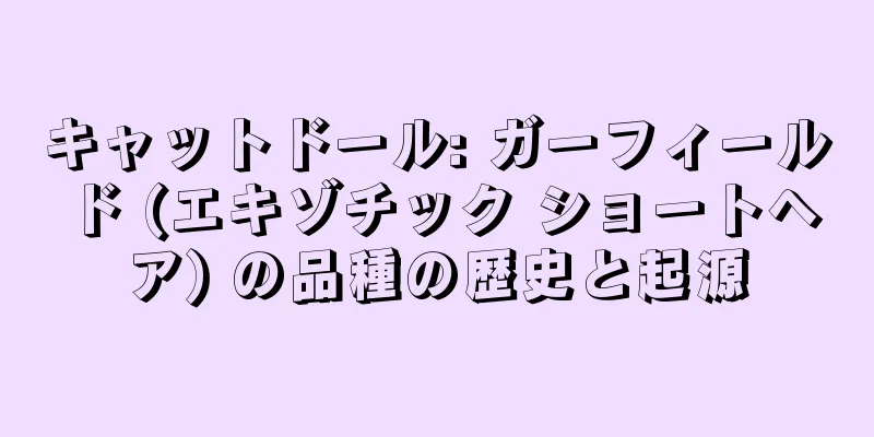キャットドール: ガーフィールド (エキゾチック ショートヘア) の品種の歴史と起源