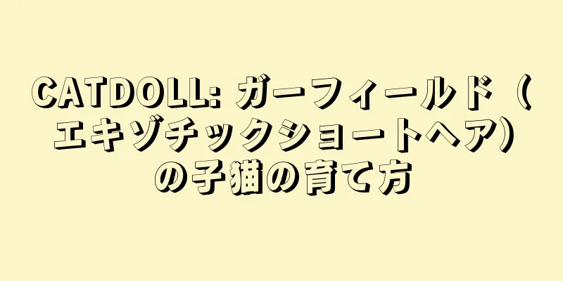 CATDOLL: ガーフィールド（エキゾチックショートヘア）の子猫の育て方