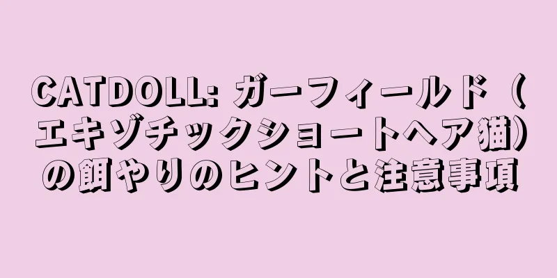 CATDOLL: ガーフィールド（エキゾチックショートヘア猫）の餌やりのヒントと注意事項