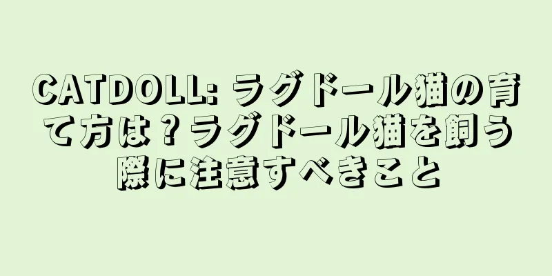 CATDOLL: ラグドール猫の育て方は？ラグドール猫を飼う際に注意すべきこと