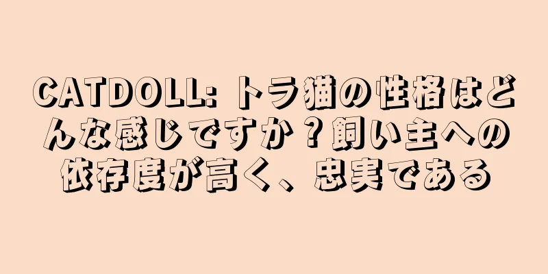 CATDOLL: トラ猫の性格はどんな感じですか？飼い主への依存度が高く、忠実である