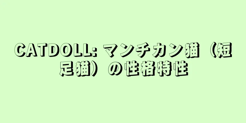 CATDOLL: マンチカン猫（短足猫）の性格特性