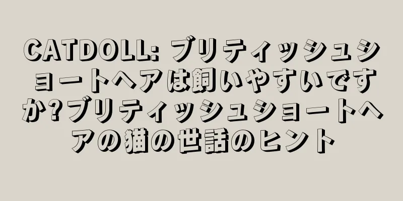 CATDOLL: ブリティッシュショートヘアは飼いやすいですか?ブリティッシュショートヘアの猫の世話のヒント