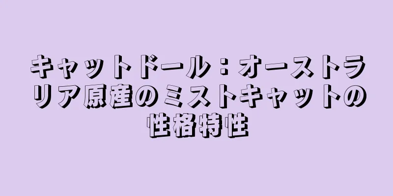 キャットドール：オーストラリア原産のミストキャットの性格特性