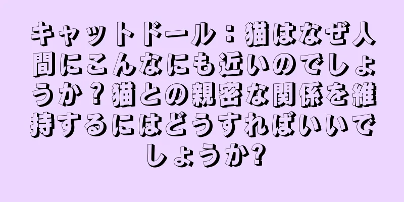 キャットドール：猫はなぜ人間にこんなにも近いのでしょうか？猫との親密な関係を維持するにはどうすればいいでしょうか?