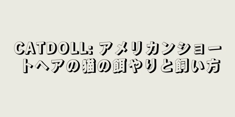 CATDOLL: アメリカンショートヘアの猫の餌やりと飼い方