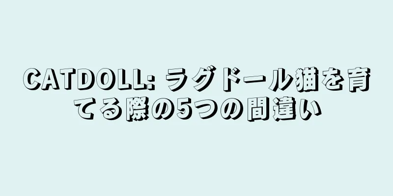CATDOLL: ラグドール猫を育てる際の5つの間違い