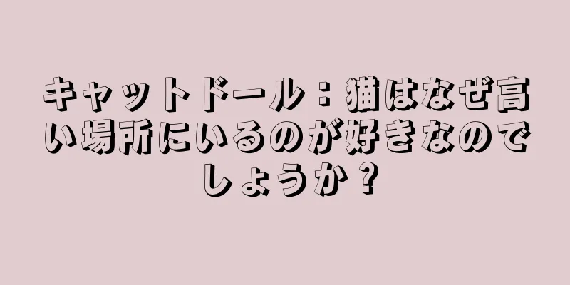 キャットドール：猫はなぜ高い場所にいるのが好きなのでしょうか？