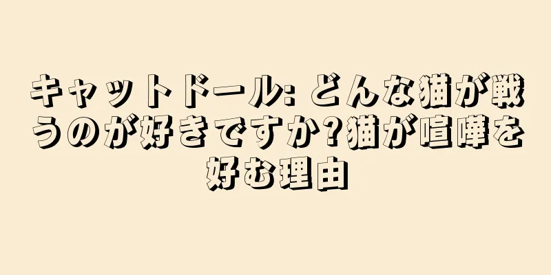キャットドール: どんな猫が戦うのが好きですか?猫が喧嘩を好む理由