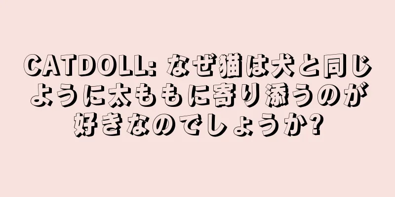 CATDOLL: なぜ猫は犬と同じように太ももに寄り添うのが好きなのでしょうか?