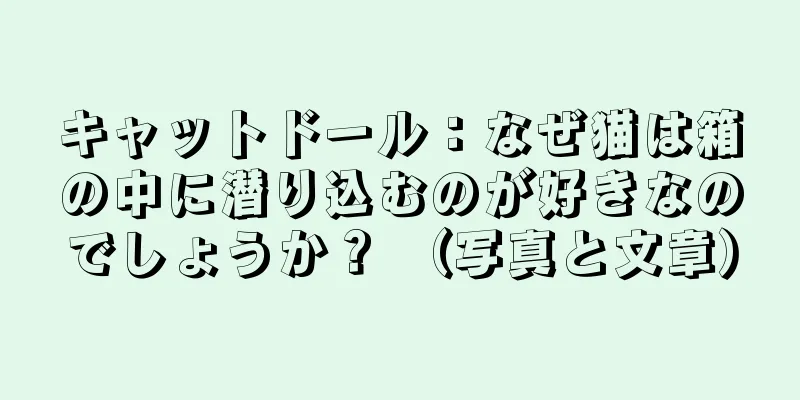キャットドール：なぜ猫は箱の中に潜り込むのが好きなのでしょうか？ （写真と文章）
