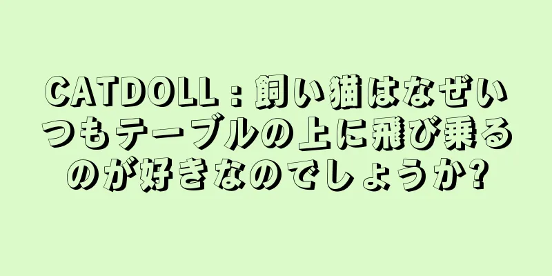CATDOLL : 飼い猫はなぜいつもテーブルの上に飛び乗るのが好きなのでしょうか?