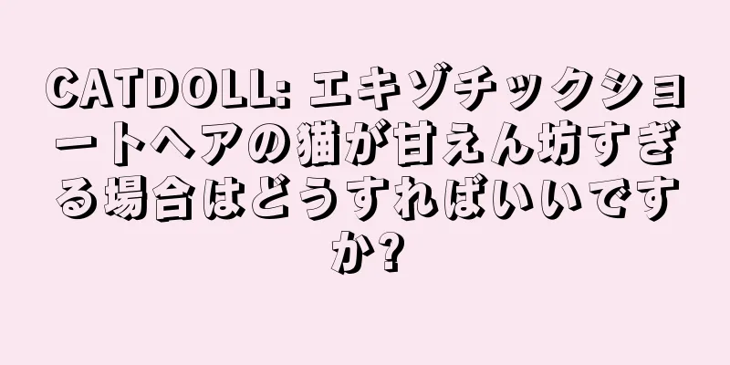 CATDOLL: エキゾチックショートヘアの猫が甘えん坊すぎる場合はどうすればいいですか?