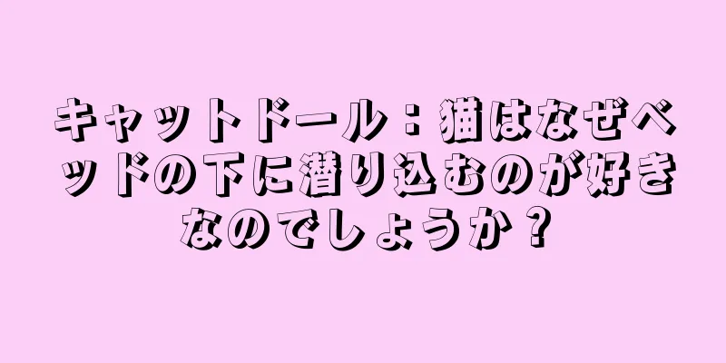 キャットドール：猫はなぜベッドの下に潜り込むのが好きなのでしょうか？
