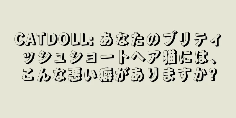 CATDOLL: あなたのブリティッシュショートヘア猫には、こんな悪い癖がありますか?