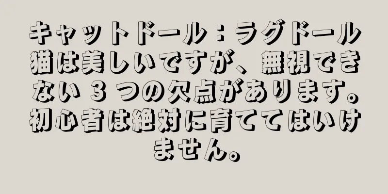 キャットドール：ラグドール猫は美しいですが、無視できない 3 つの欠点があります。初心者は絶対に育ててはいけません。