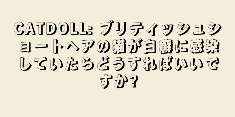 CATDOLL: ブリティッシュショートヘアの猫が白癬に感染していたらどうすればいいですか?