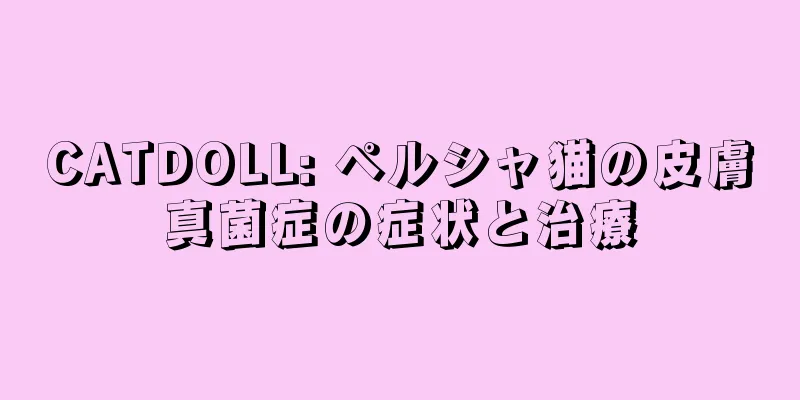 CATDOLL: ペルシャ猫の皮膚真菌症の症状と治療