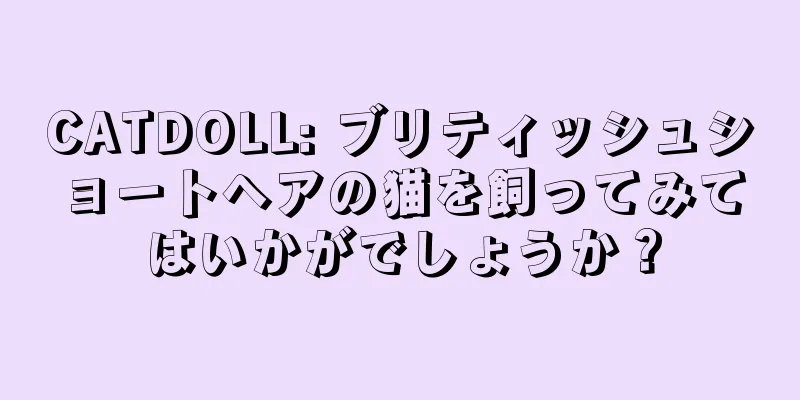 CATDOLL: ブリティッシュショートヘアの猫を飼ってみてはいかがでしょうか？