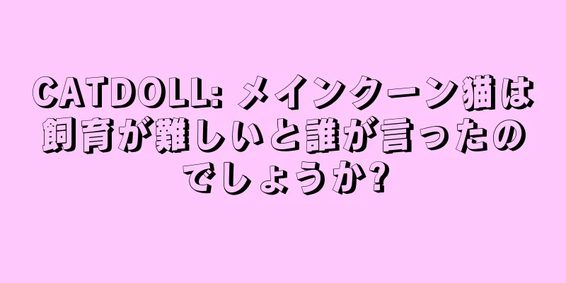 CATDOLL: メインクーン猫は飼育が難しいと誰が言ったのでしょうか?