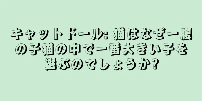 キャットドール: 猫はなぜ一腹の子猫の中で一番大きい子を選ぶのでしょうか?