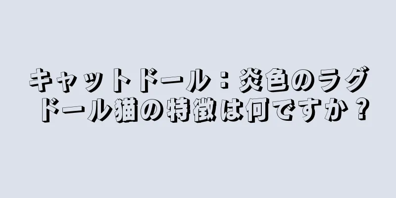 キャットドール：炎色のラグドール猫の特徴は何ですか？