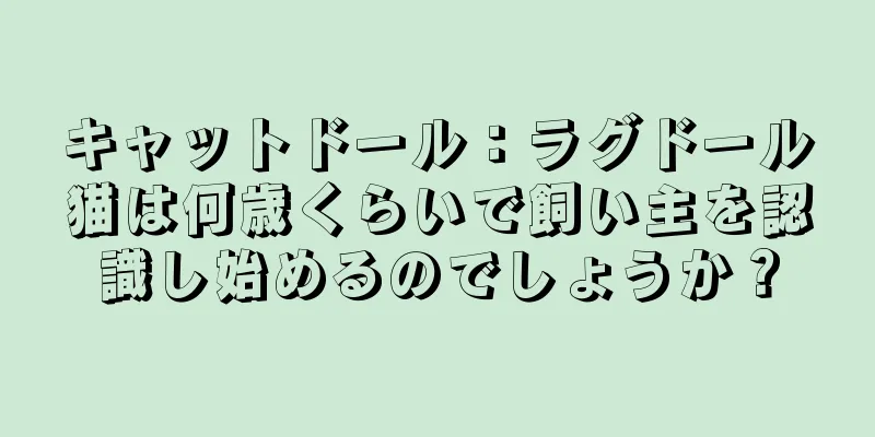 キャットドール：ラグドール猫は何歳くらいで飼い主を認識し始めるのでしょうか？