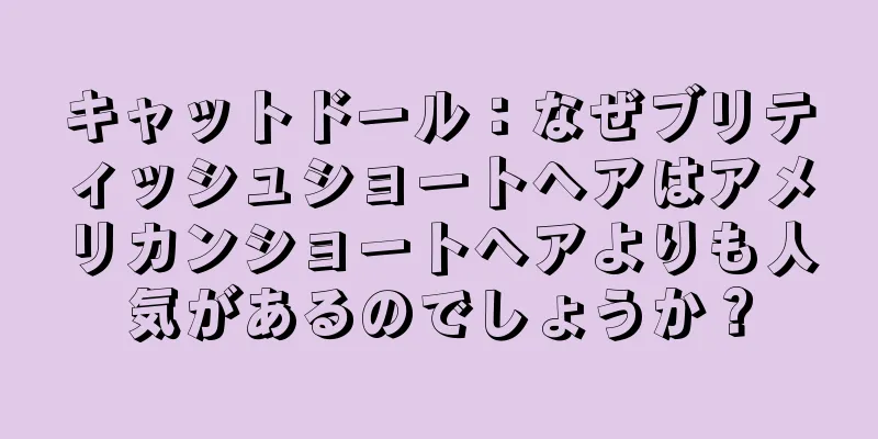 キャットドール：なぜブリティッシュショートヘアはアメリカンショートヘアよりも人気があるのでしょうか？
