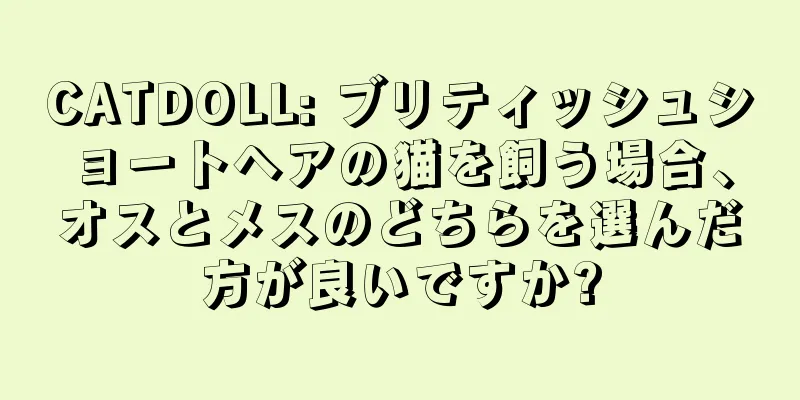 CATDOLL: ブリティッシュショートヘアの猫を飼う場合、オスとメスのどちらを選んだ方が良いですか?