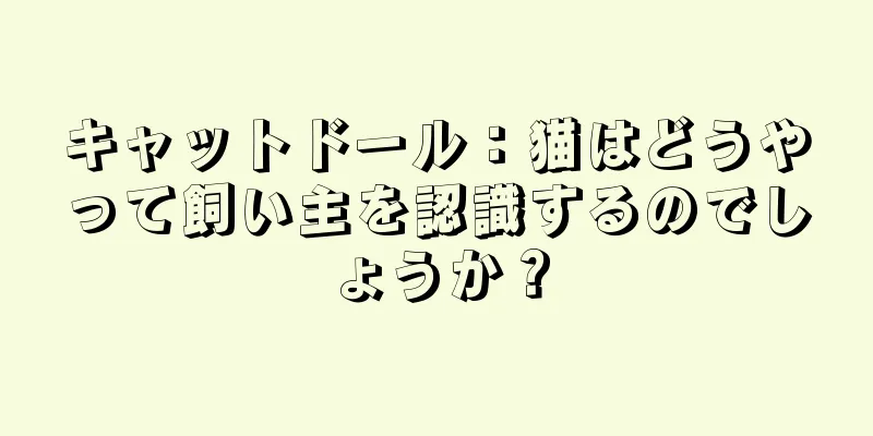 キャットドール：猫はどうやって飼い主を認識するのでしょうか？