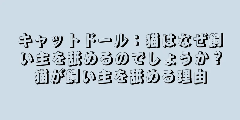 キャットドール：猫はなぜ飼い主を舐めるのでしょうか？猫が飼い主を舐める理由