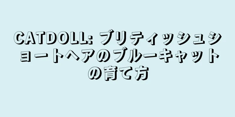 CATDOLL: ブリティッシュショートヘアのブルーキャットの育て方